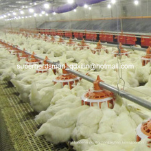 High Quality Automatic Poultry Equipment for Breeder House